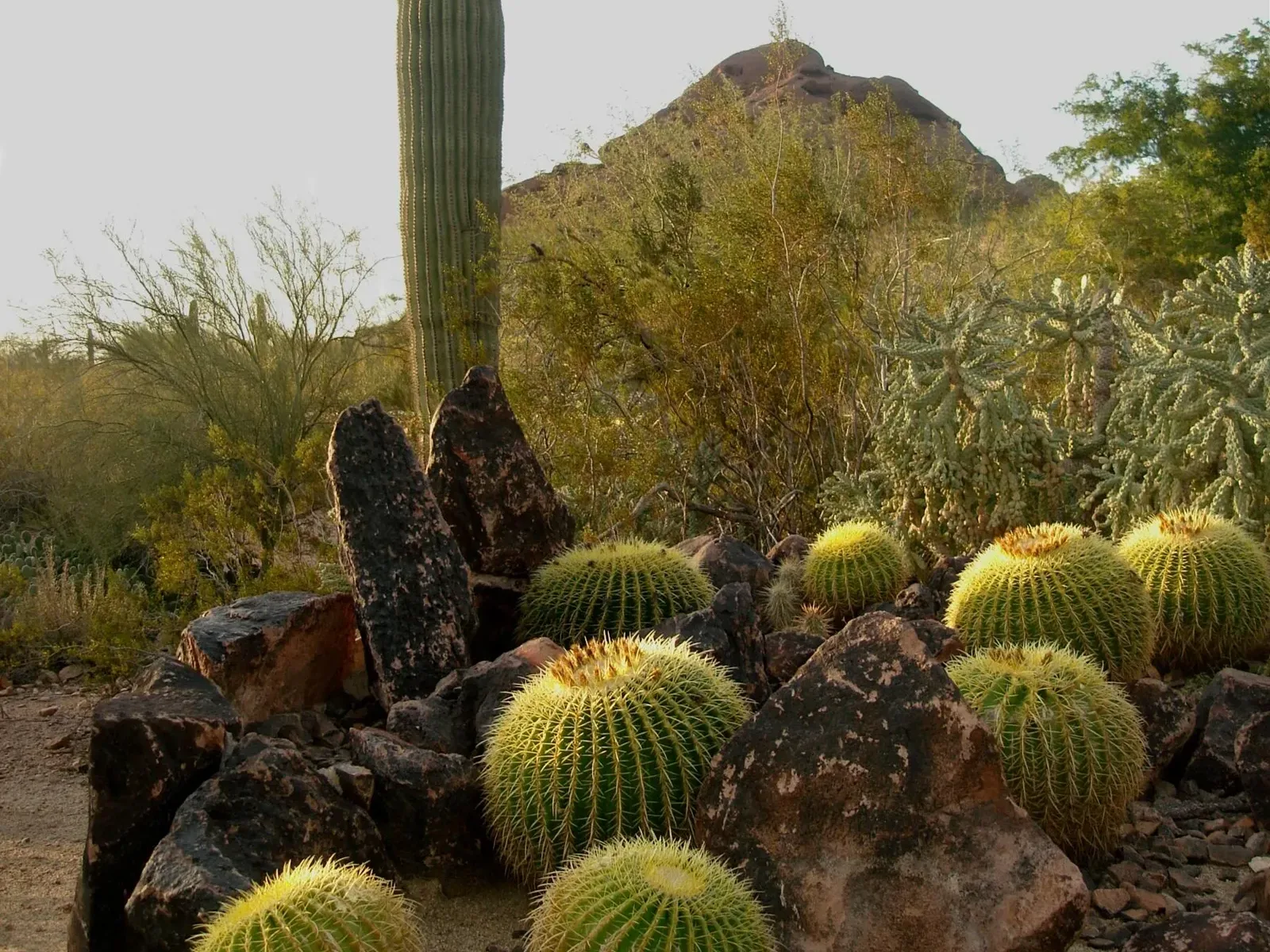 A cluster of round golden barrel cactus among rocks beneath a tall saguaro at the Desert Botanical Garden