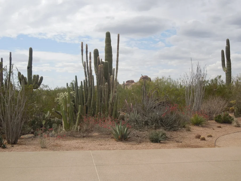 Tall saguaro and organ pipe cactus with agaves and desert shrubs beside a paved path at the Desert Botanical Garden