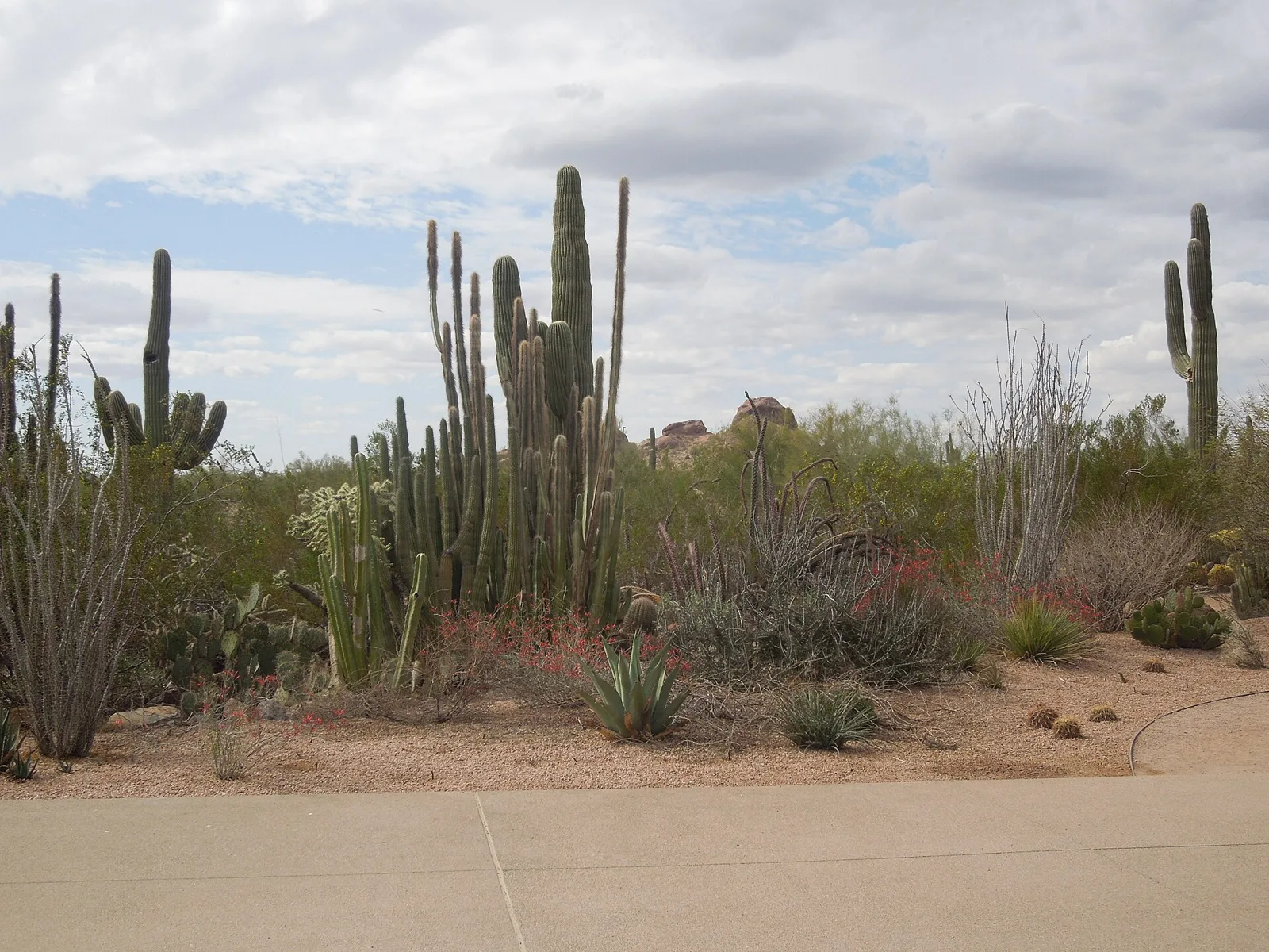Las Noches de las Luminarias at the Desert Botanical Garden, a Japanese garden downtown, and where to eat after