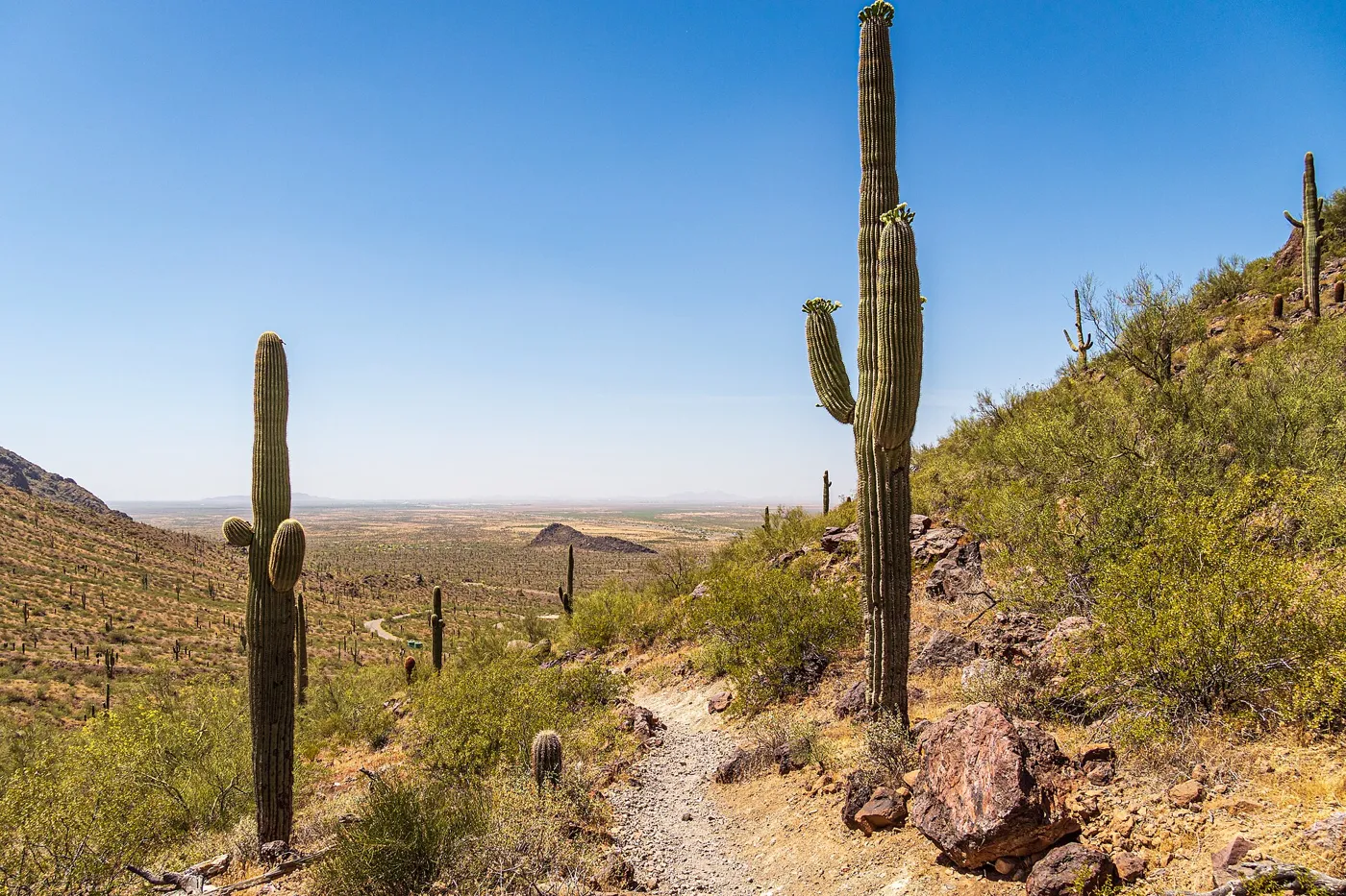A narrow trail climbing a rocky desert slope past tall saguaro cactus